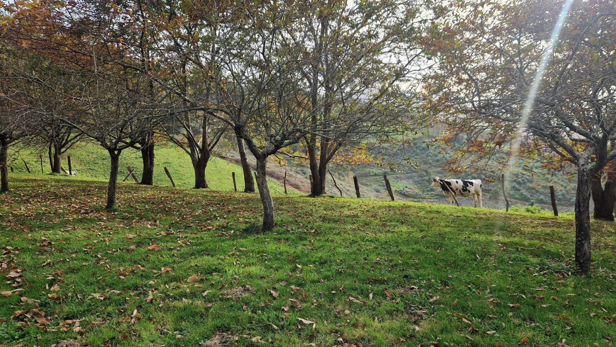 Casa Bezales En Ampuero Cantabria Dış mekan fotoğraf